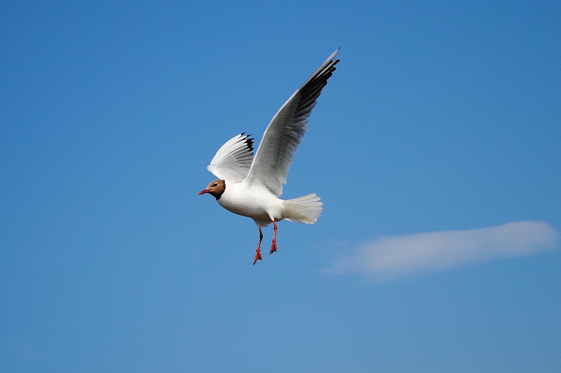 seagull-279645_1920